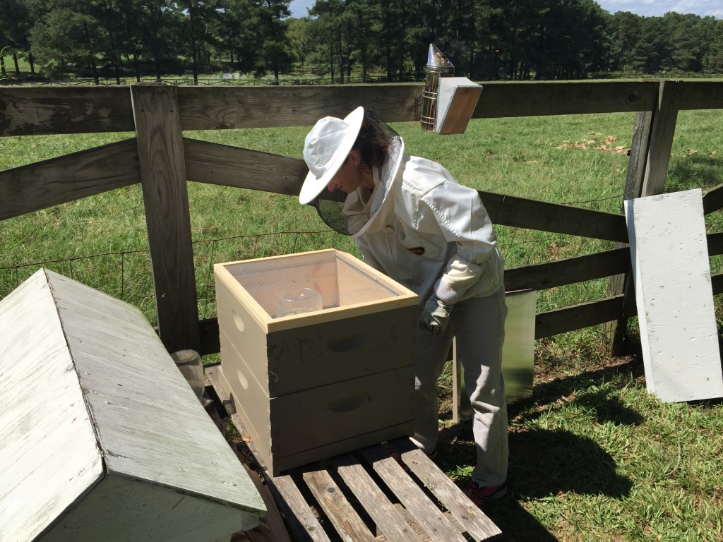 Final checks of the bees before putting the lid on