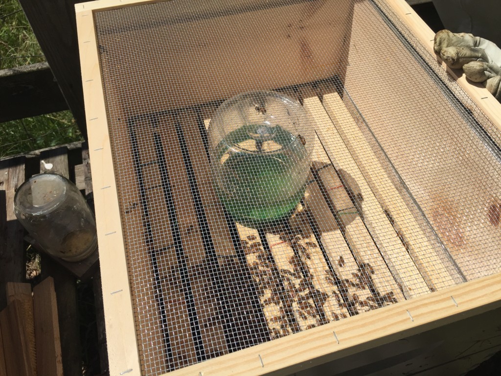 Bees in bee hive with feeder