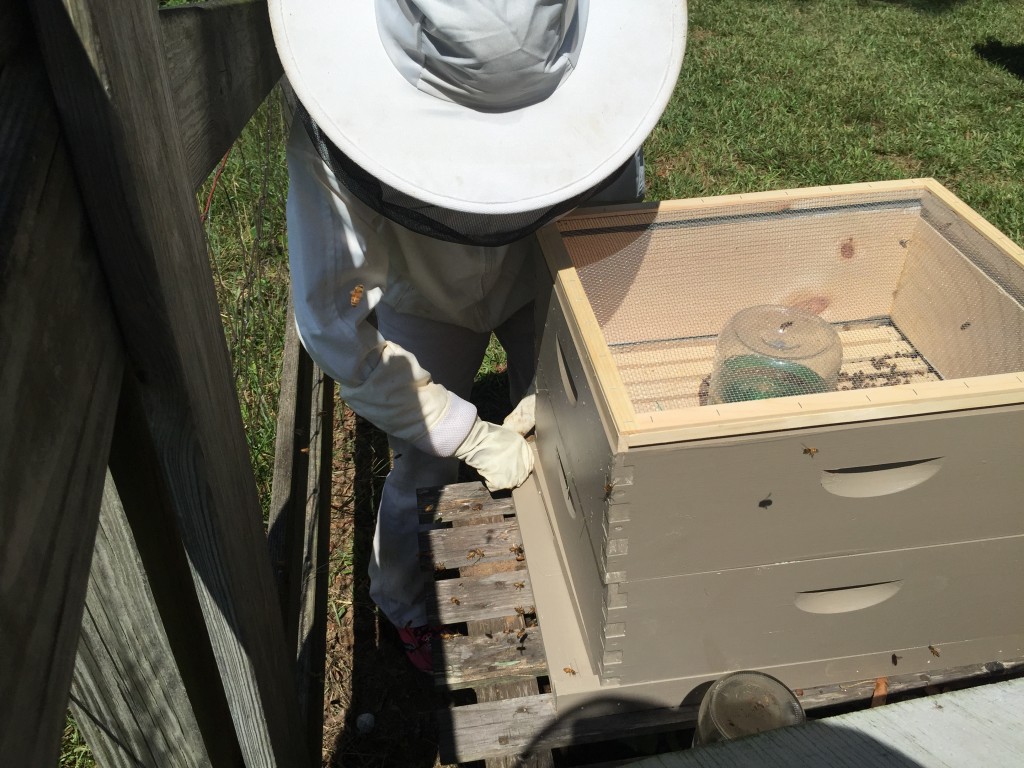 Jennifer working on the first hive after combining two hives into one. 
