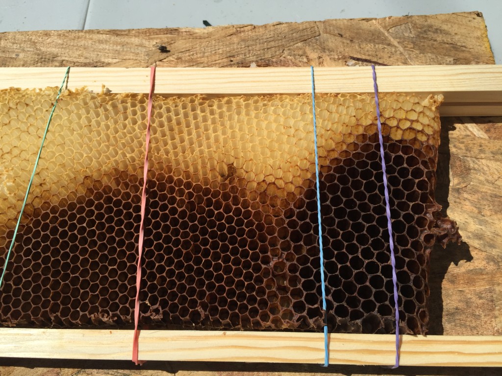 Comb cut from top bars and rubber handed into frames