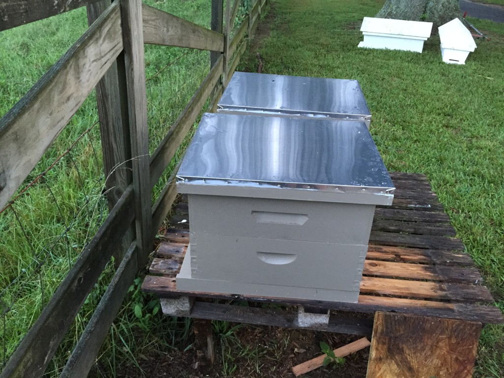 The bees, in their shiny new homes