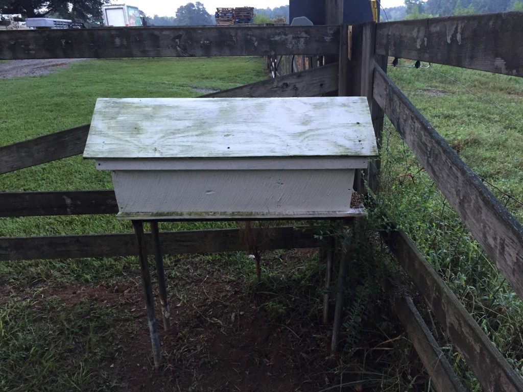 Top bar hive, full of bees