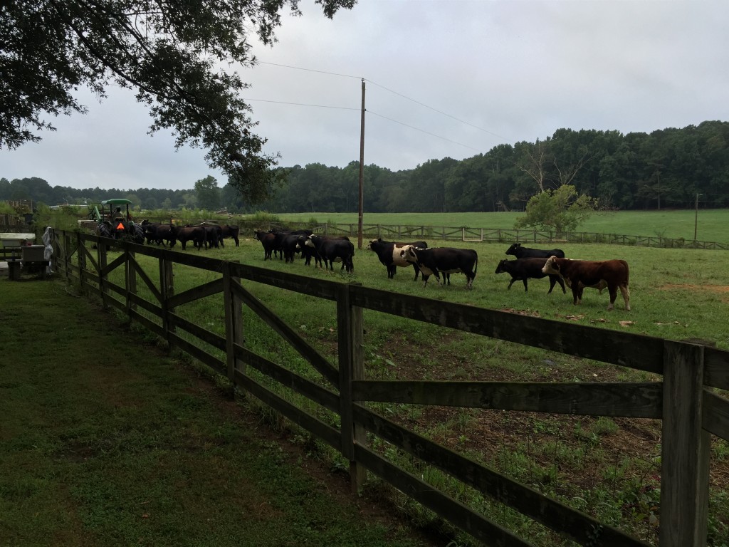 The cows, walking into the paddock to enter the loading gate