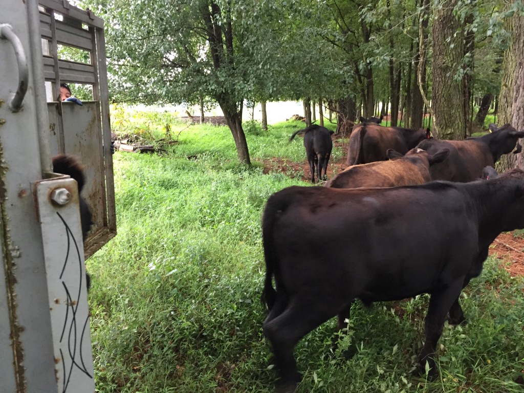 Cows exiting trailer