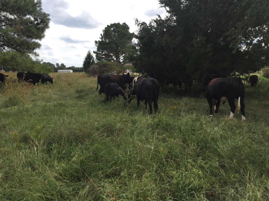 Cows grazing in the shade