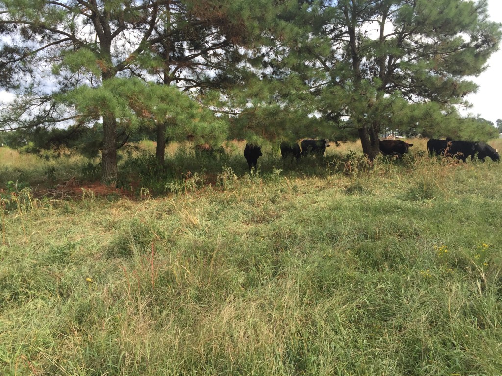 Cows grazing under trees