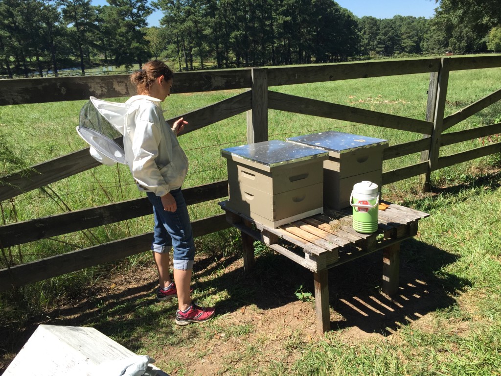 Beekeeper checking bee hives