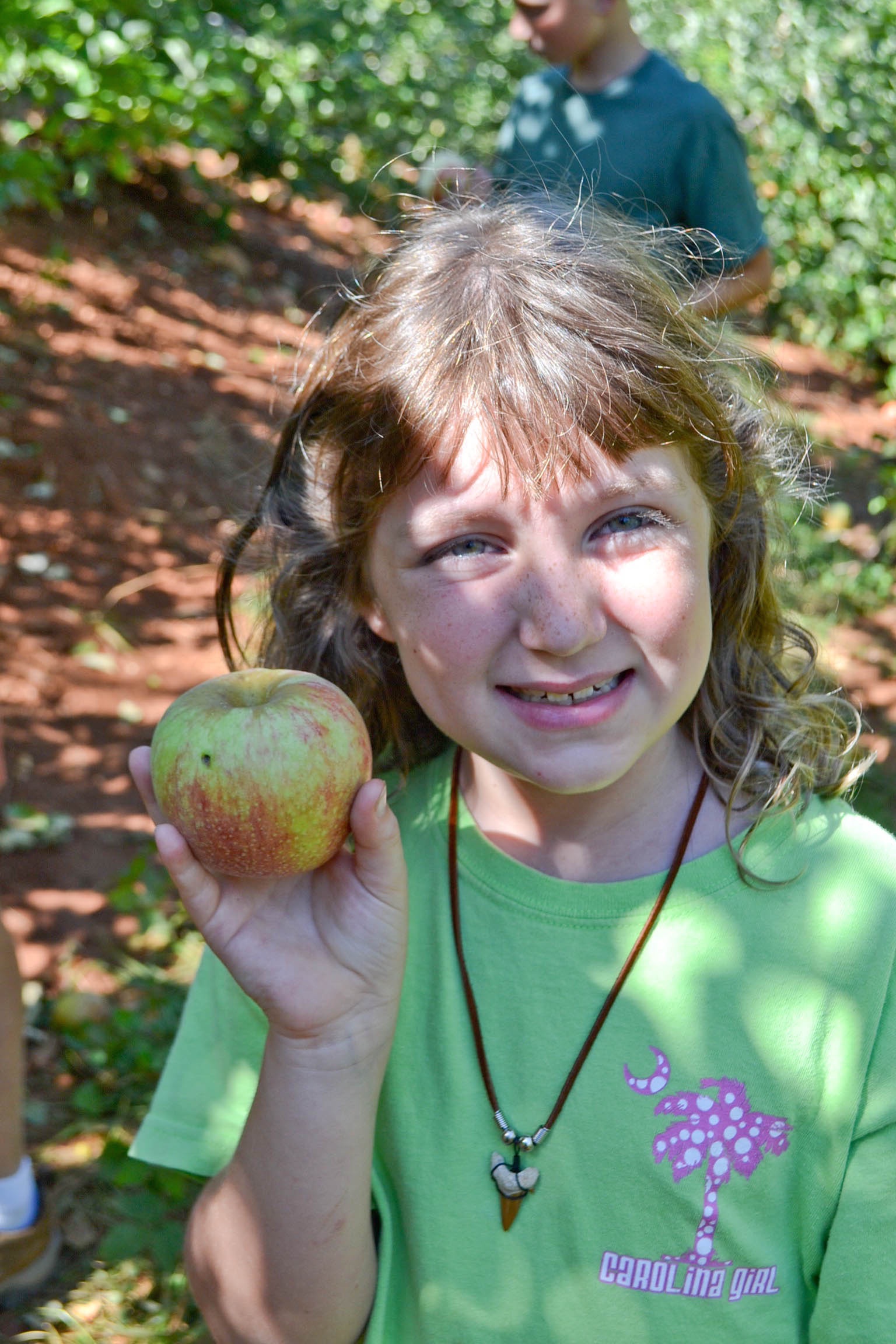 Young girl picking apples