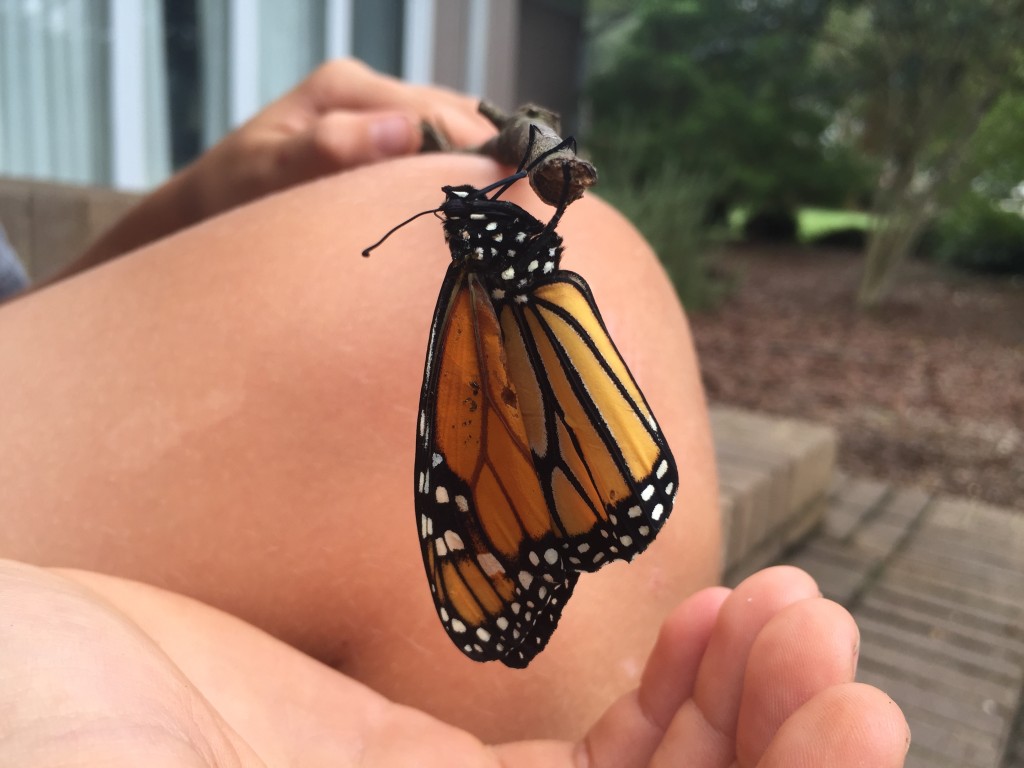 A butterfly, waiting for its wings to dry and harden so it can fly away.