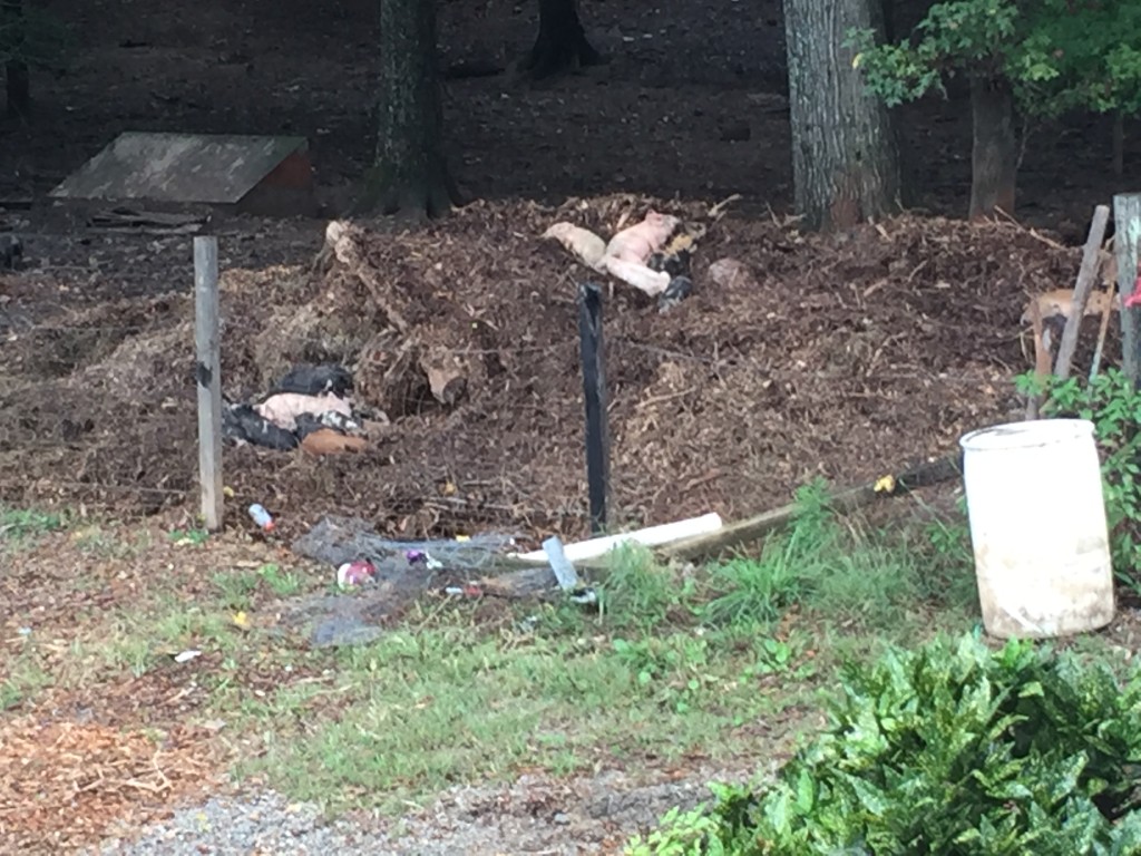 Piglets passed out on the chip pile