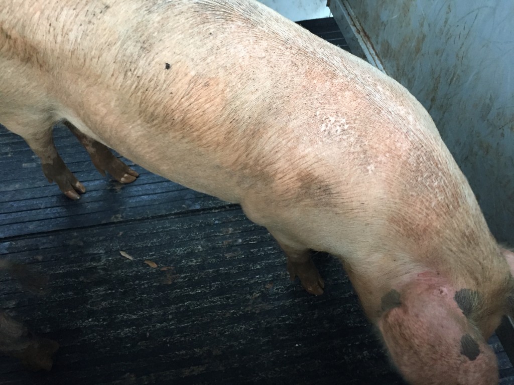 250 pound hog in trailer. 