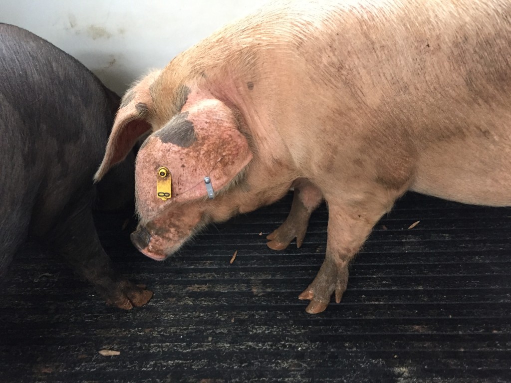 A white hog on a trailer