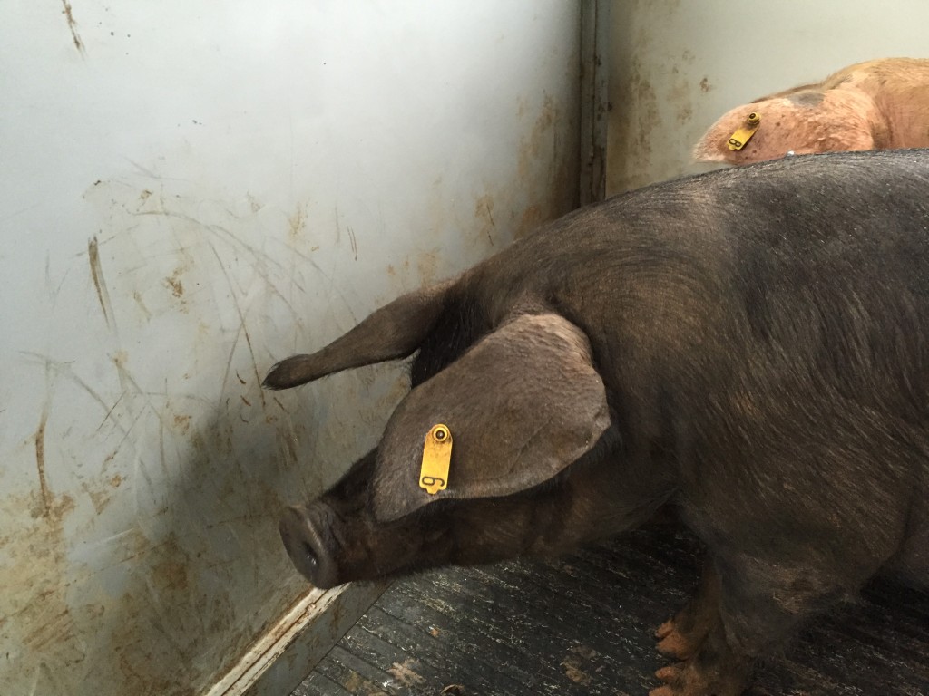 Large Black hog in trailer