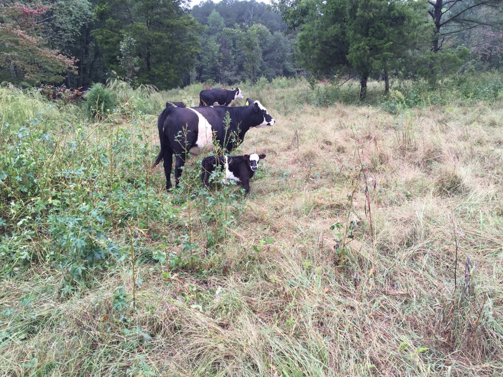 Cute belted galloway mom and calf