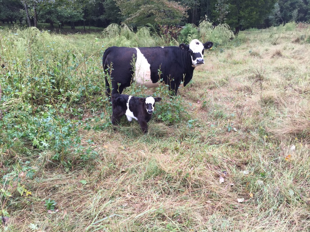 Cute Belted Galloway calf and mom