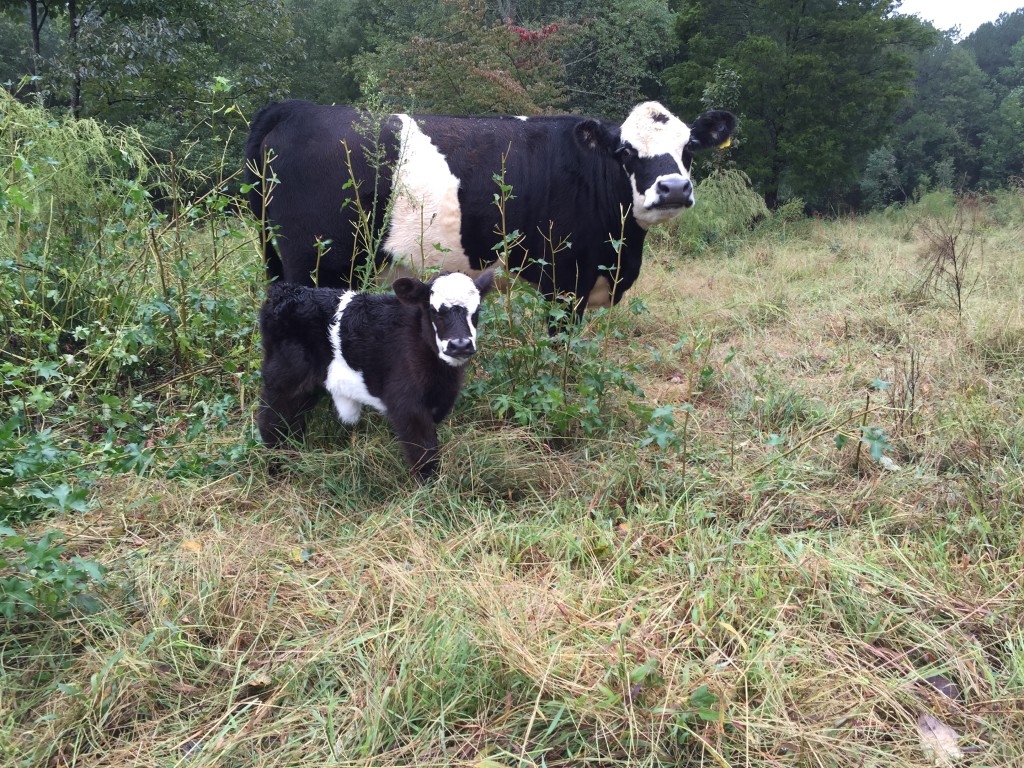 Cute belted galloway calf with mom