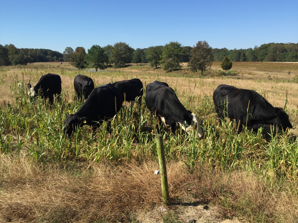 Cows grazing millet