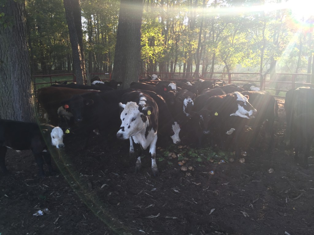 Cows in the temporary corral, waiting to be loaded onto the trailer