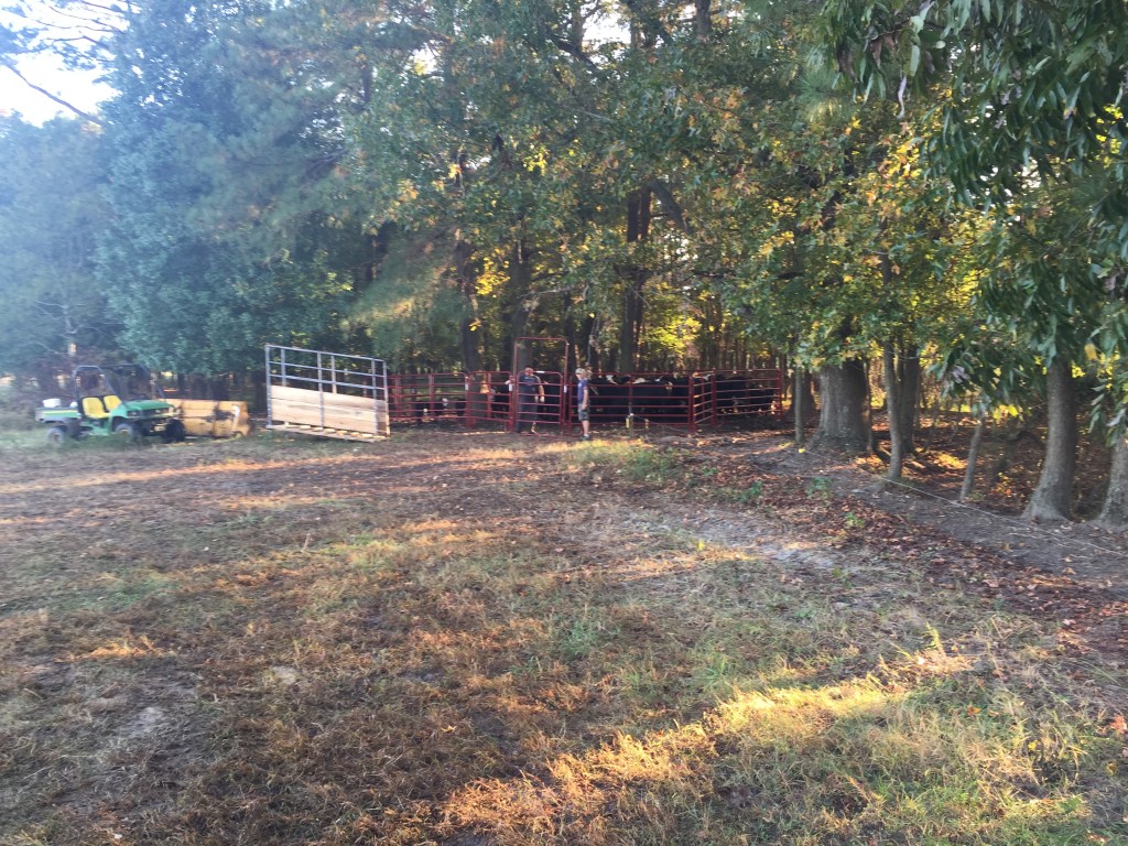 Cows in a temporary paddock, getting ready to load.