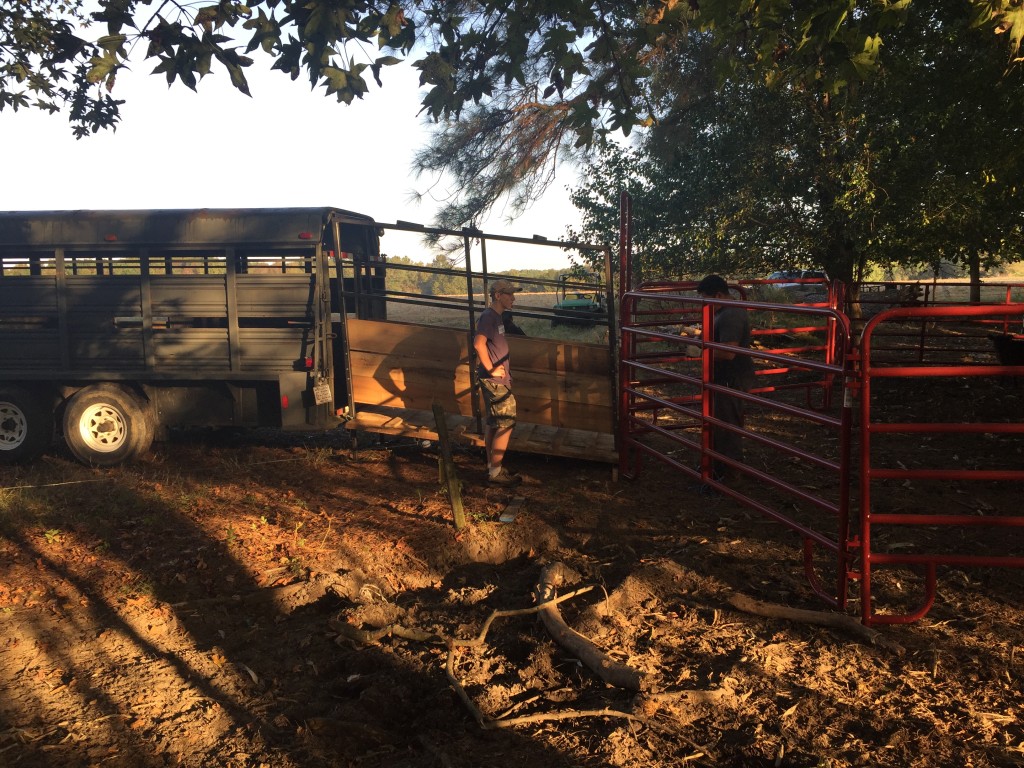 Loading cows with new loading ramp