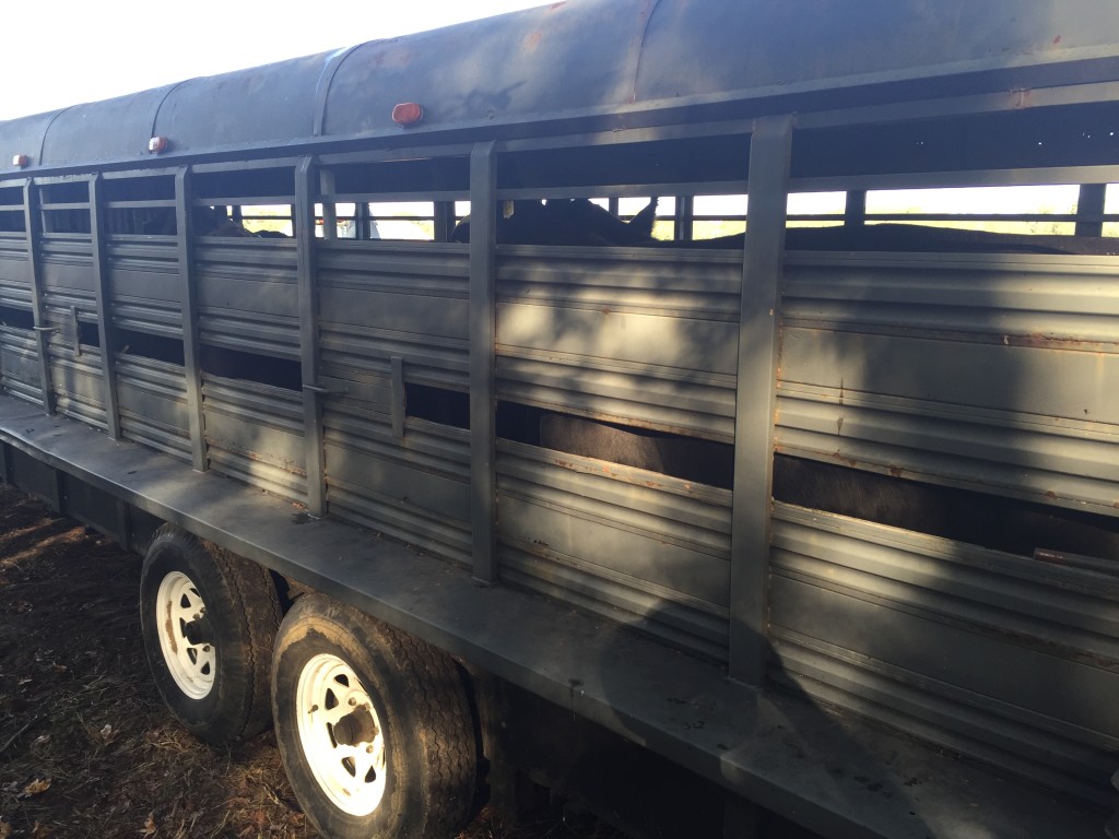Cows on 24' stock trailer