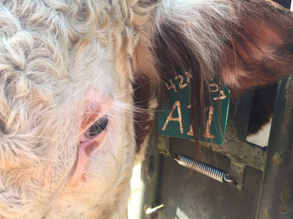 Ear tag on bull. 