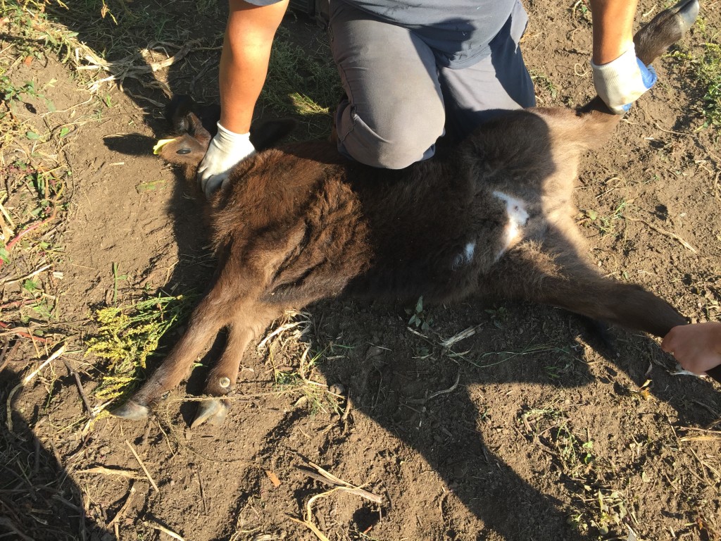 Calf getting an ear tag. 