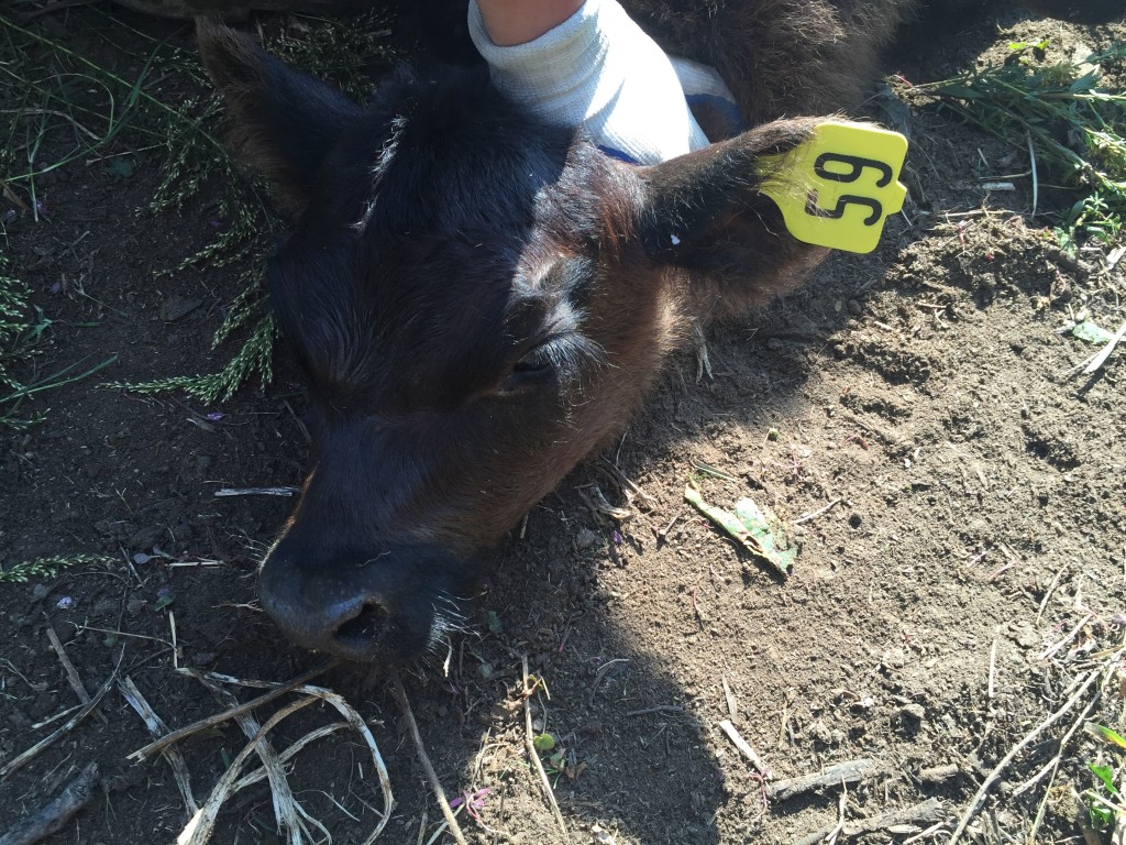 Female calf with new ear tag. 