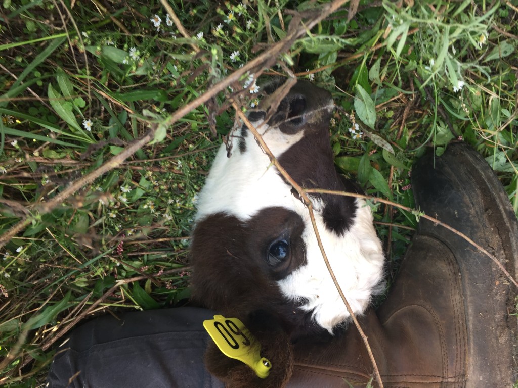 Calf with new ear tag