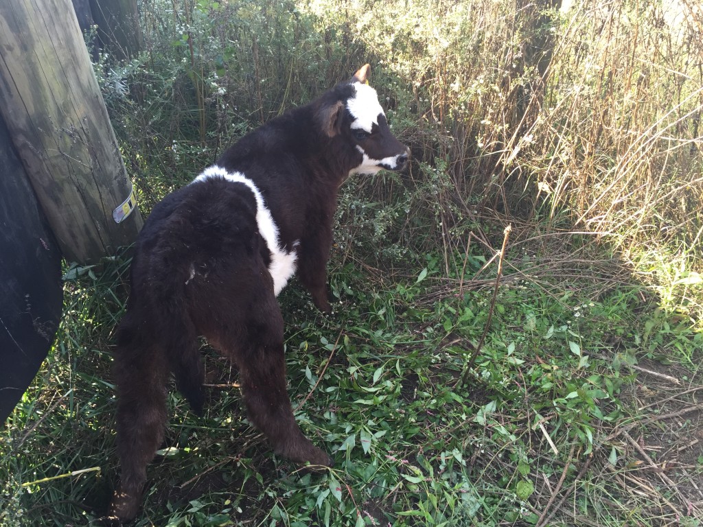 Calf just castrated