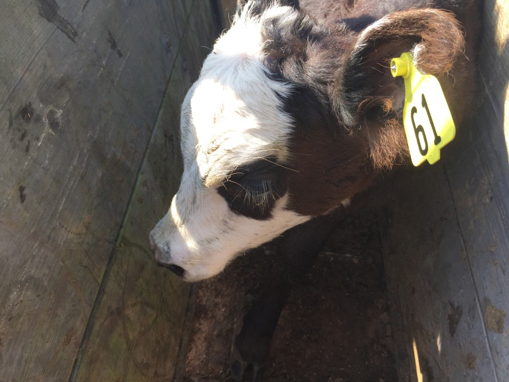 Calf in head gate with new ear tag