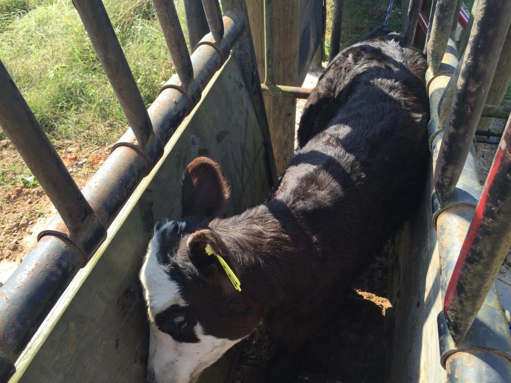 Calf in head gate