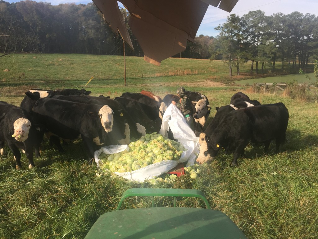 Boy feeding lettuce to cows