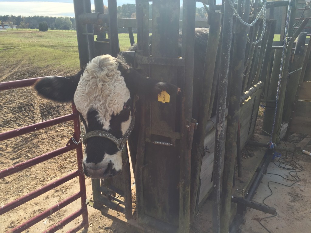 Cow in head gate wearing halter