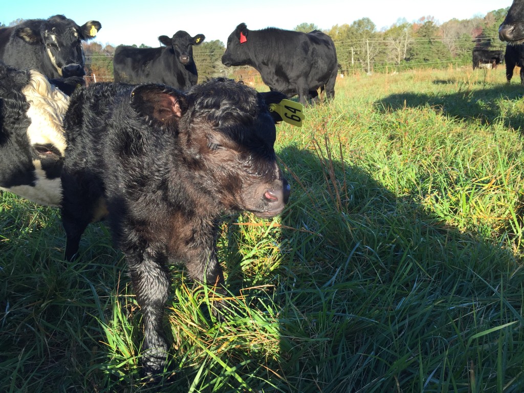 Just born baby calf with ear tag