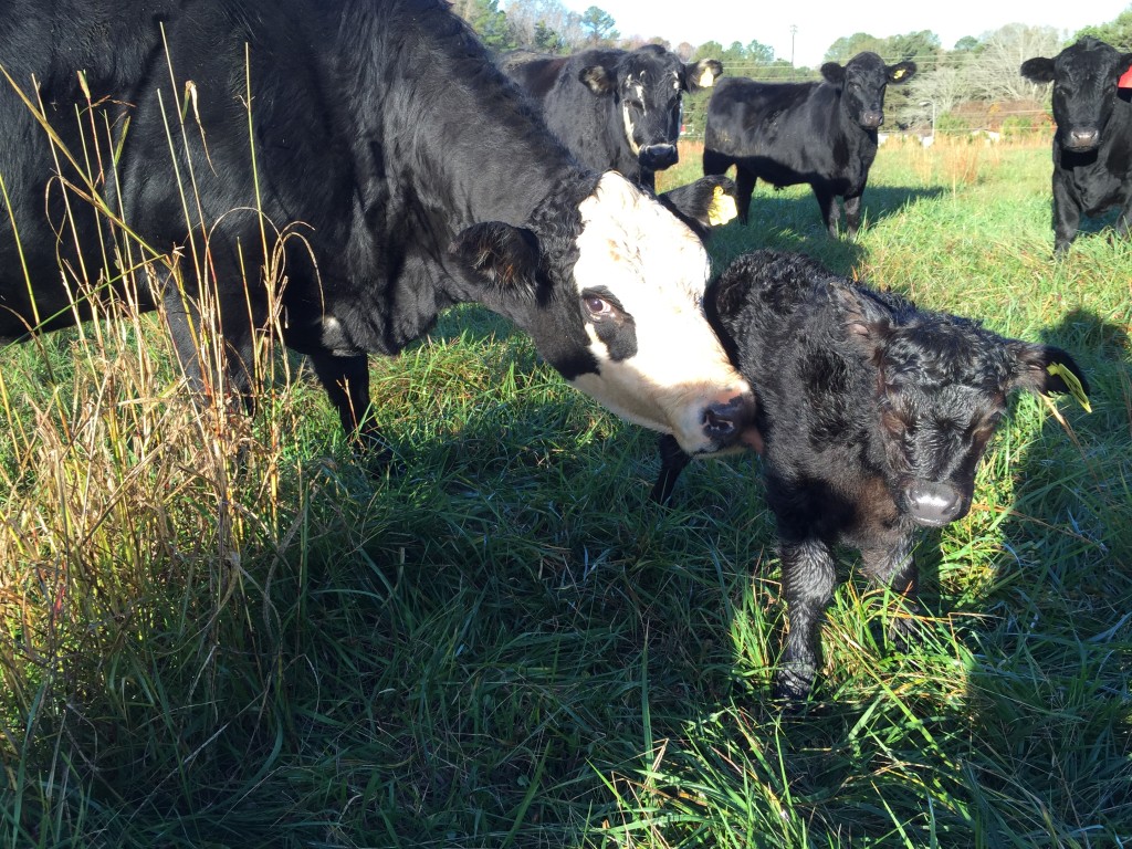 Cow with her new born calf