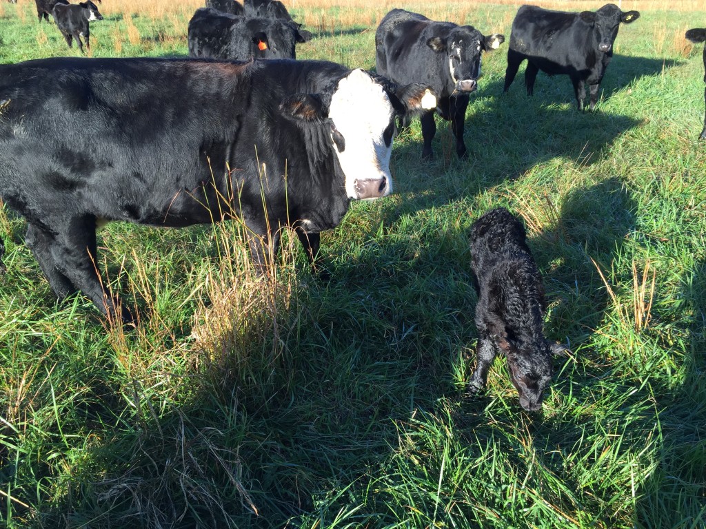 Momma cow with new calf