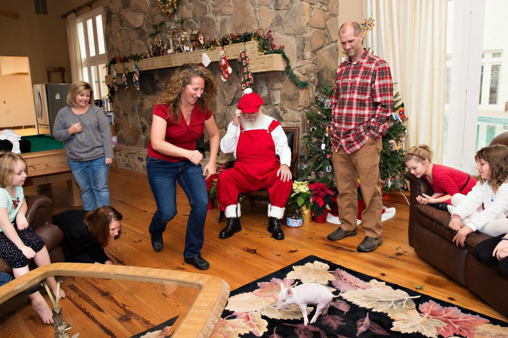 Piglet peeing on rug, with Santa