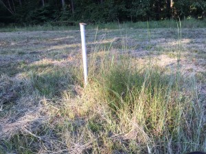 Grazing stake