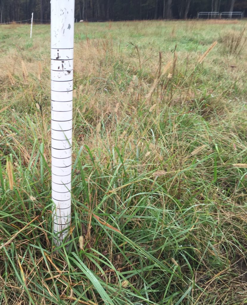 Grazing stake and green grass