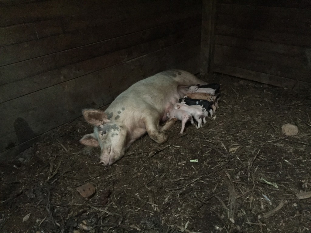 Chester white sow with 11 piglets