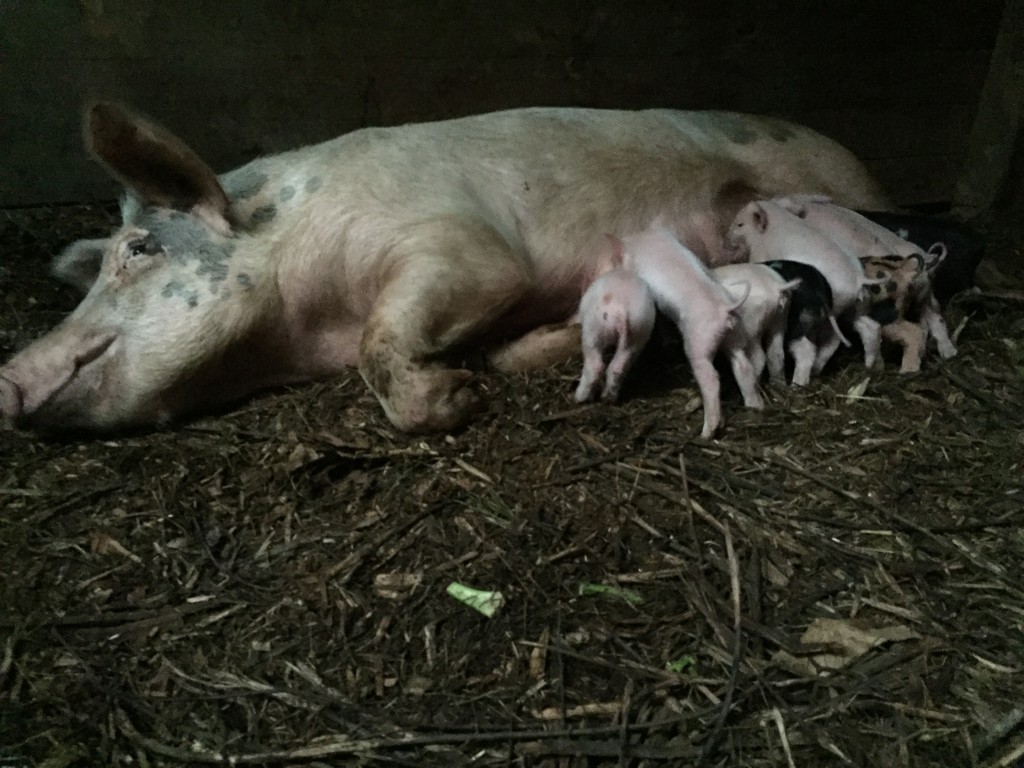 sow with piglets