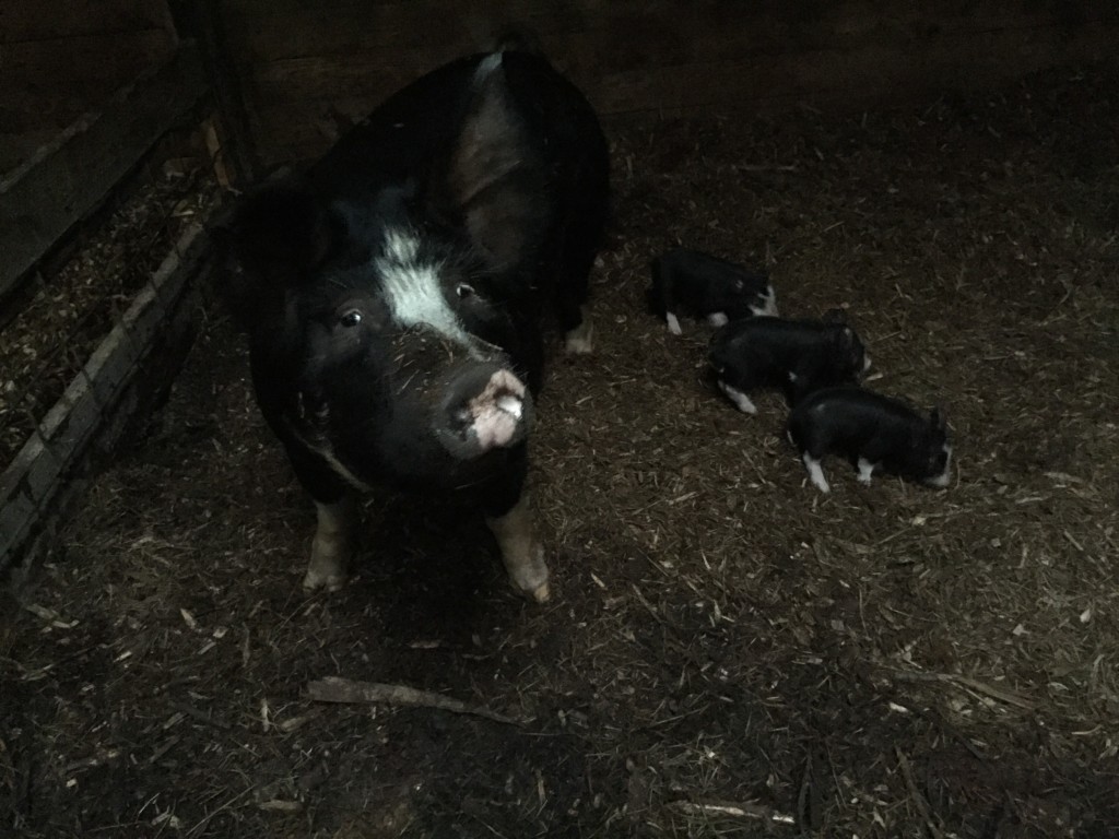 Berkshire sow with piglets