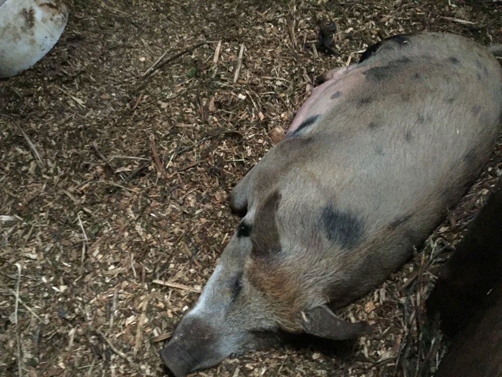 Chester White cross sow, actively giving birth