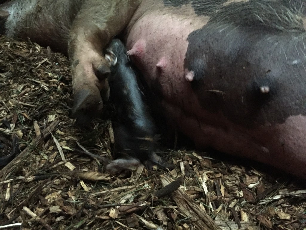 Seconds old piglet, just born. 