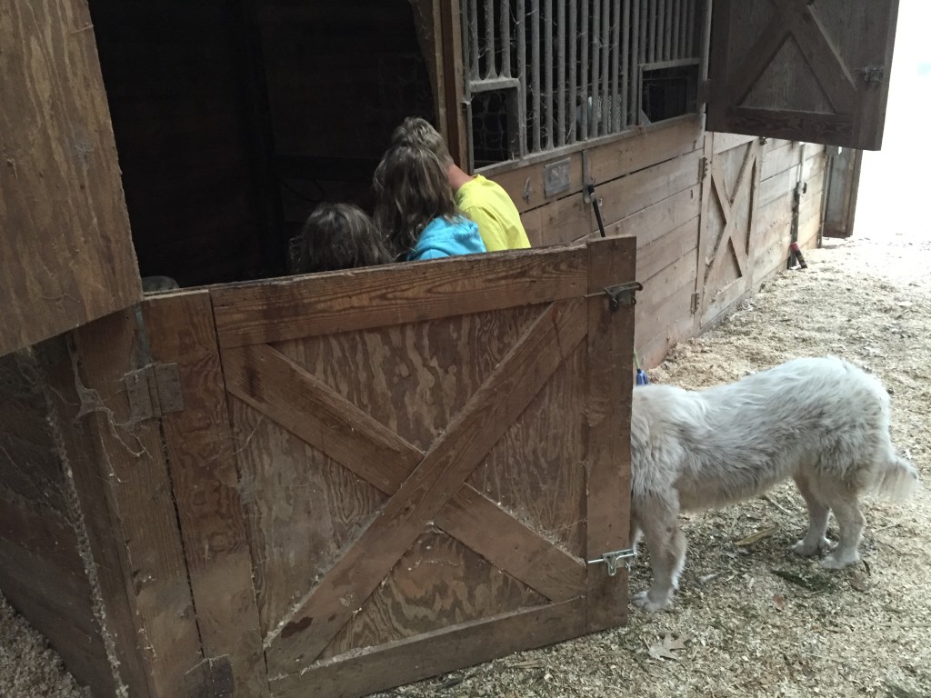 Kids and dog watching a pig give birth. 