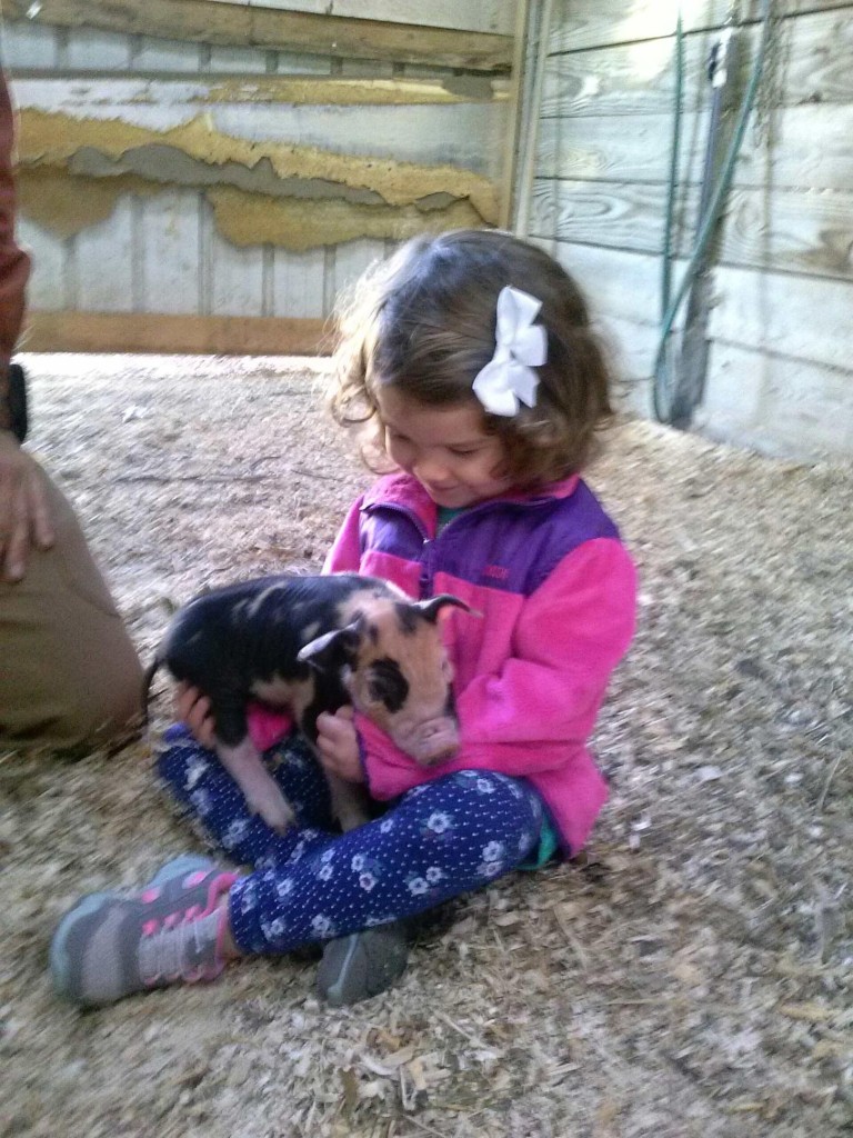 Little girl with baby piglet