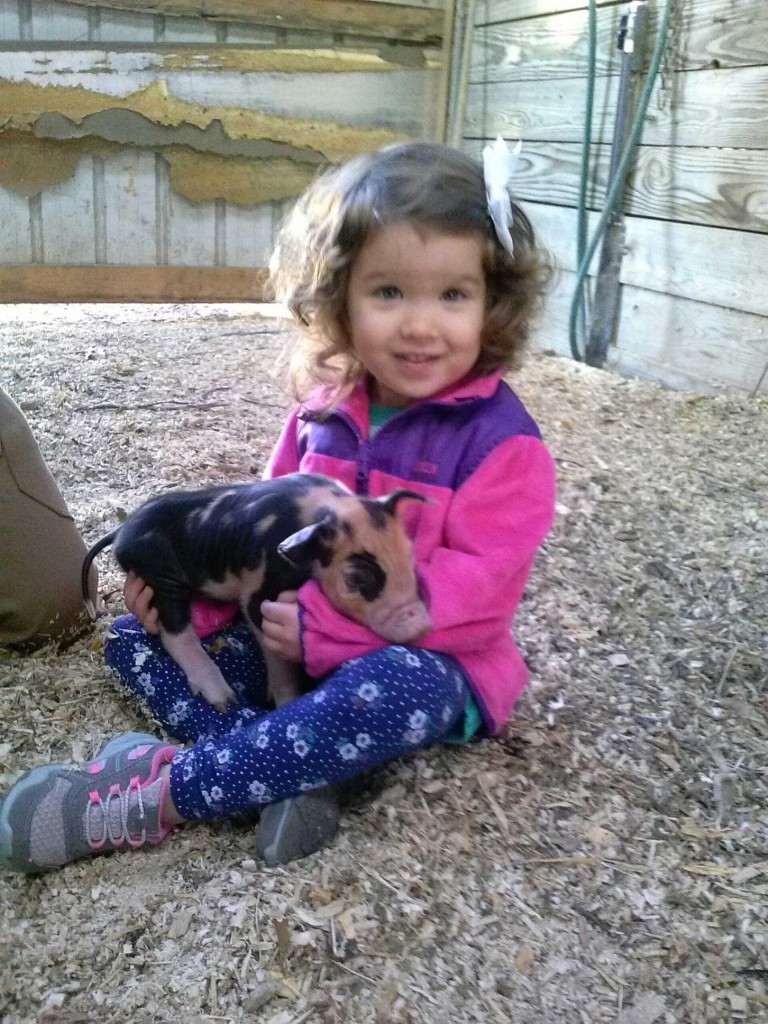 Baby piglet with cute little girl