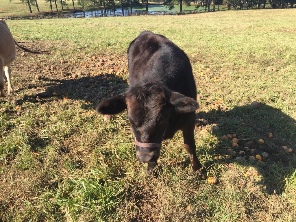 Female black cow