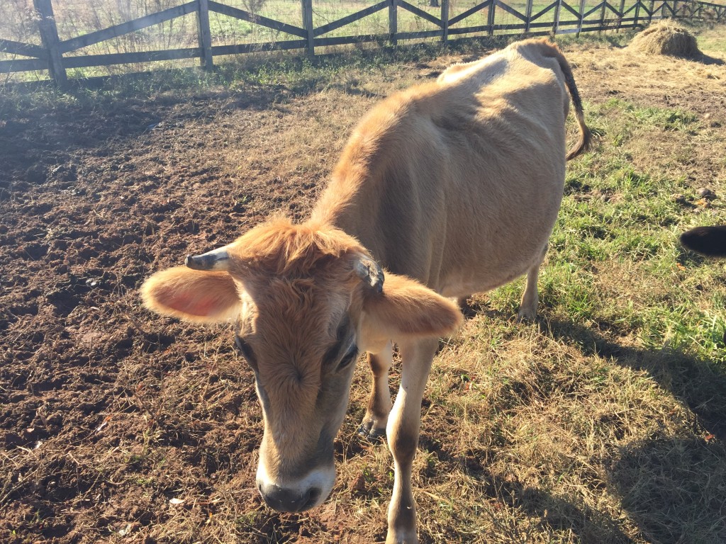 Jersey/Guernsey milk cow